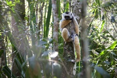 Propithecus diadema