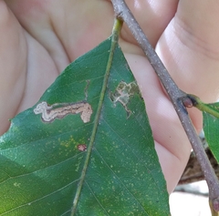 Stigmella