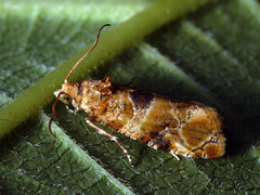 Lobesia reliquana