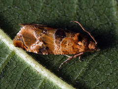 Lobesia reliquana