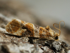 Lobesia reliquana