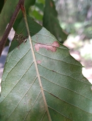Stigmella