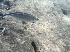 Caranx ruber