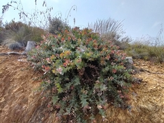 Protea amplexicaulis