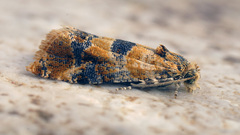 Lobesia reliquana