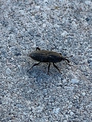 Sphenophorus parvulus