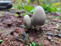 Coprinopsis acuminata