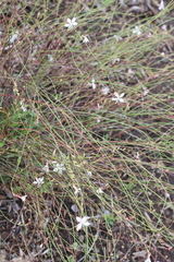 Gaura