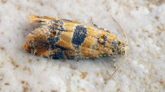 Lobesia reliquana