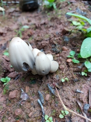Coprinopsis acuminata