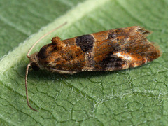 Lobesia reliquana