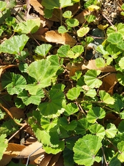 Malva pusilla