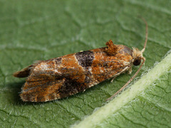 Lobesia reliquana