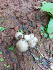 Coprinopsis acuminata