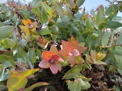 Protea amplexicaulis