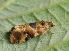 Lobesia reliquana