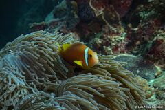 Amphiprion nigripes