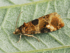 Lobesia reliquana