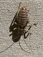 Cyphoderris
