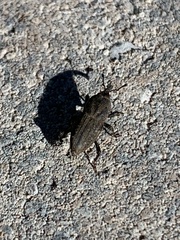 Sphenophorus parvulus