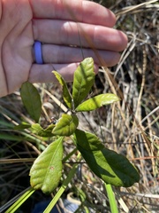 Morella caroliniensis