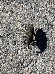 Sphenophorus parvulus