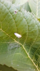 Stictocephala bisonia