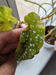 Begonia maculata