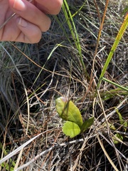 Morella caroliniensis