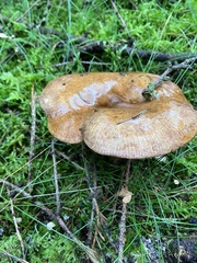 Paxillus