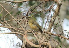 Saltator grandis