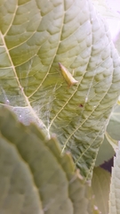 Stictocephala bisonia