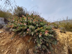 Protea amplexicaulis