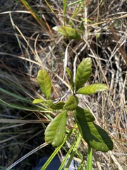 Morella caroliniensis