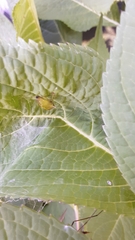 Stictocephala bisonia