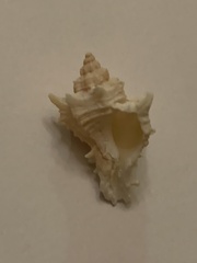 Muricidae