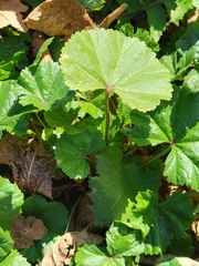 Malva pusilla