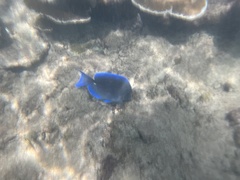 Acanthurus coeruleus