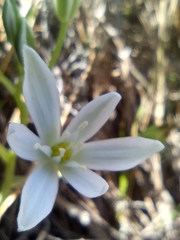 Ornithogalum umbellatum