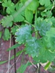 Podosphaera ferruginea