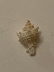 Muricidae