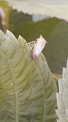 Stictocephala bisonia