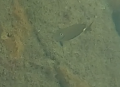 Acanthurus chirurgus