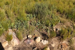 Protea acaulos