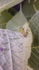 Stictocephala bisonia