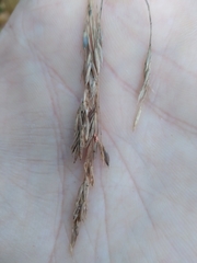 Festuca altissima