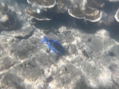 Acanthurus coeruleus