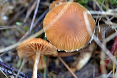 Tubaria furfuracea