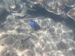 Acanthurus coeruleus