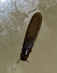 Kalotermes flavicollis